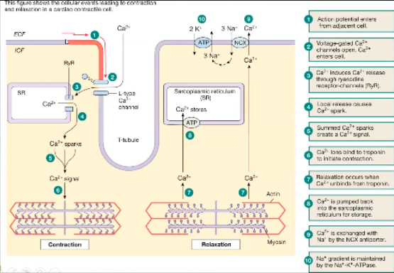 <ul><li><p><span>In order to get troponin to move off of myosin binding sites and to get any muscle contraction you need calcium inside the cell</span></p></li><li><p><span>Calcium goes into the cell through L type calcium channel</span></p><ul><li><p><span>Voltage gated, won't open until there's enough calcium outside and enough positive charge to open the channel and go down the gradient</span></p></li></ul></li><li><p><span>In the cell will cause release of calcium stored in the sarcoplasmic reticulum</span></p><ul><li><p><span>Specifically the channel the calcium comes out is the ryanodine receptor channel</span></p></li></ul></li><li><p><span>This is now called a calcium spark, when there's enough calcium spark it will bind troponin and bind off of the myosin binding site</span></p></li><li><p><span>Actin and myosin can interact with each other</span></p></li><li><p><span>When we want a relaxed state, Ca releases from troponin to allow the troponin to go cover the myosin binding sites</span></p></li><li><p><span>Ca is released from troponin and is stored back in the SR - ATP dependent channel</span></p></li><li><p><span>Some of the calcium leaves via Na/Ca transporter</span></p><ul><li><p><span>NCX transporter</span></p></li><li><p><span>To have Na pumped back in to exchange Na it must be actively pumped back in via Na/K/ATPase, active process</span></p></li></ul></li></ul><p></p>