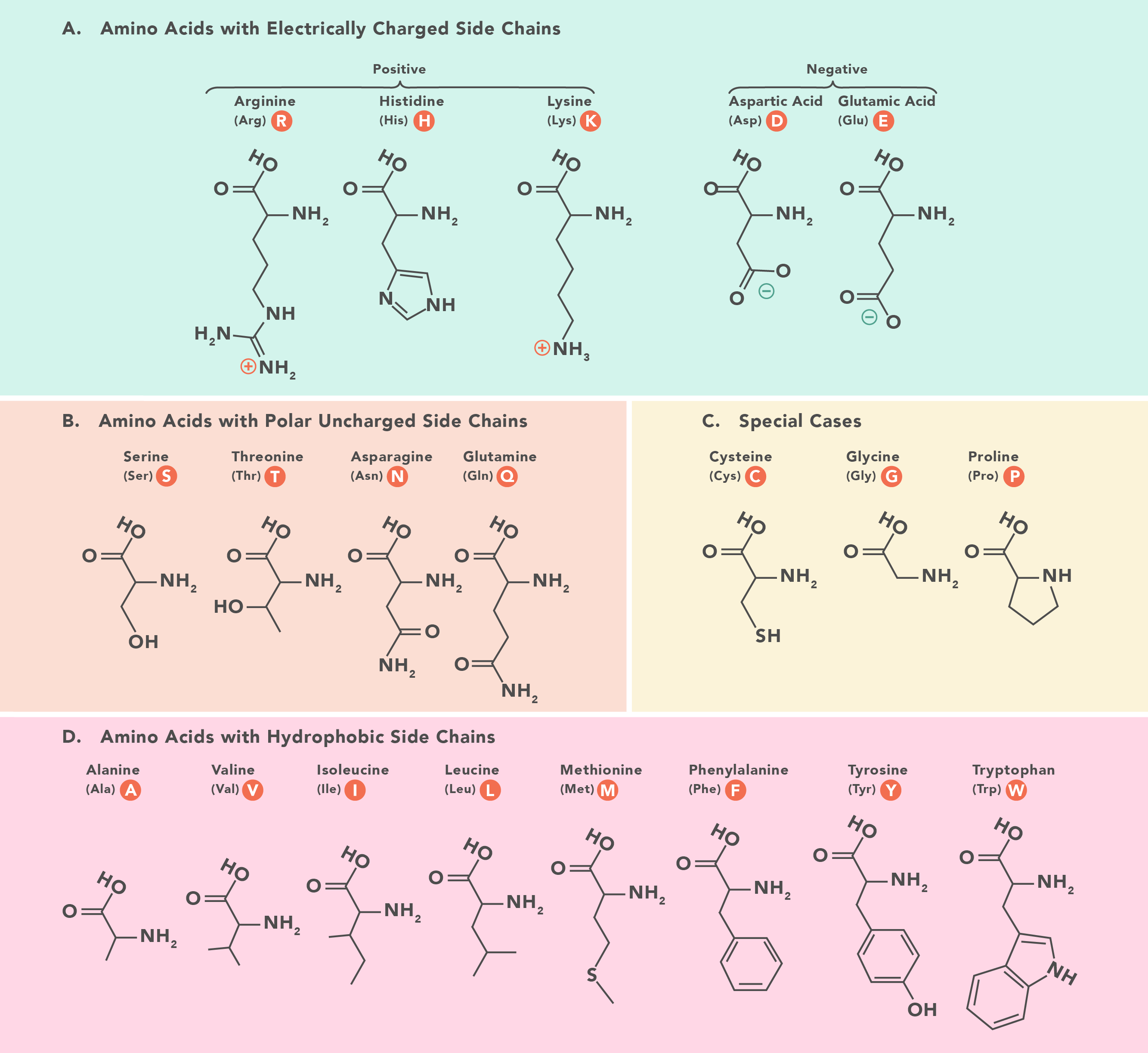 <p>Positive: Arg, His, Lys. Negative: Asp, Glu.</p>