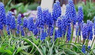 <p>Muscari armeniacum - <strong>Asparagaceae</strong></p>