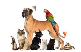 <p>animal doméstico</p>