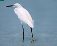 <p><span><span>Egretta thula </span></span></p>