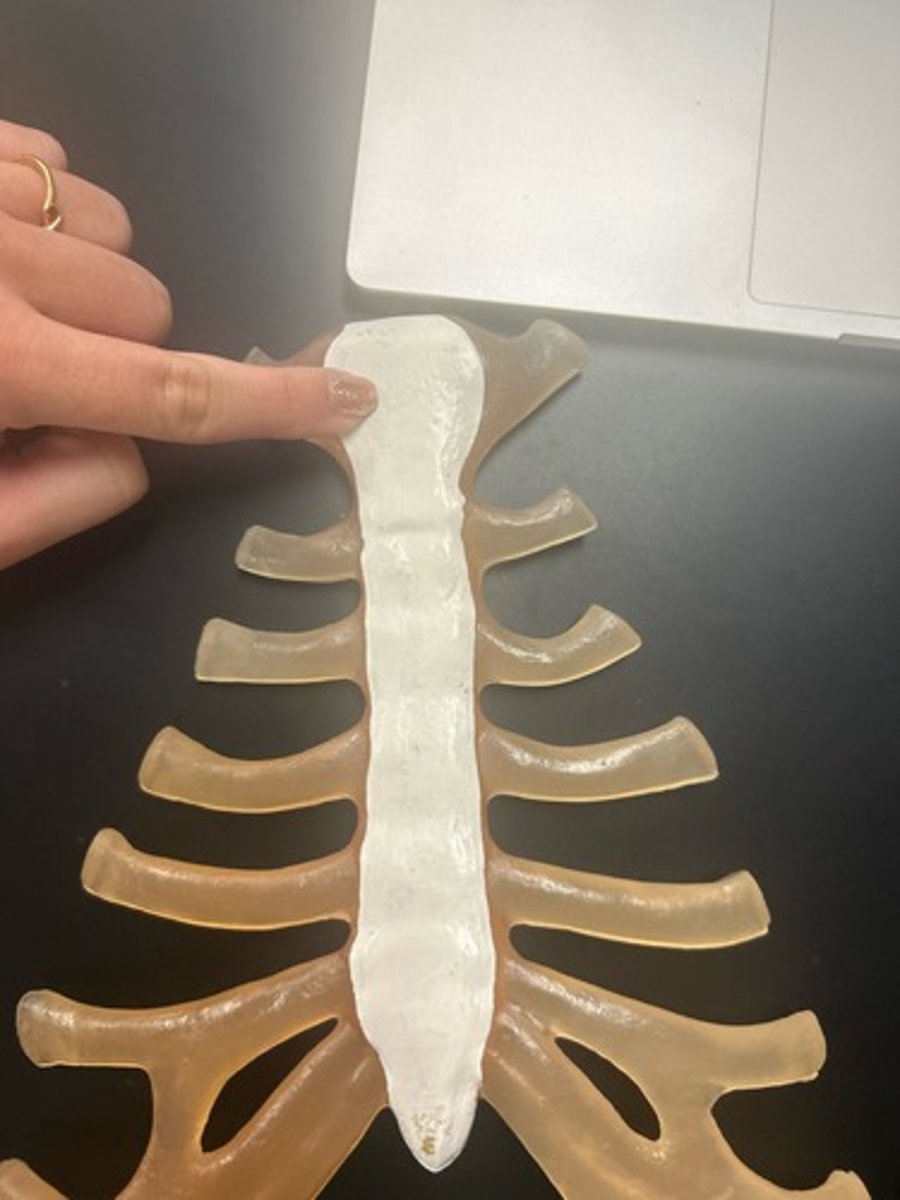 <p>name the bone</p>