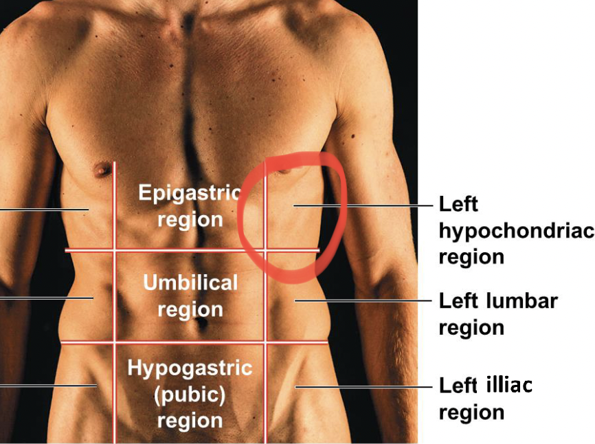 <p>“their” left of the epigastric region</p>