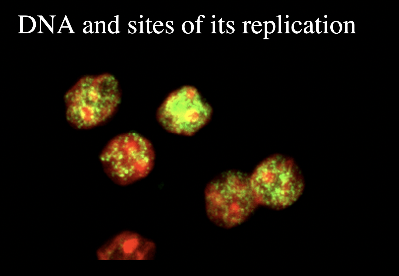 <ol><li><p>clusters of DNA replication forks (replication foci)</p></li><li><p>clusters of RNA synthesis and processing machinery (transciption foci)</p></li></ol><p></p>