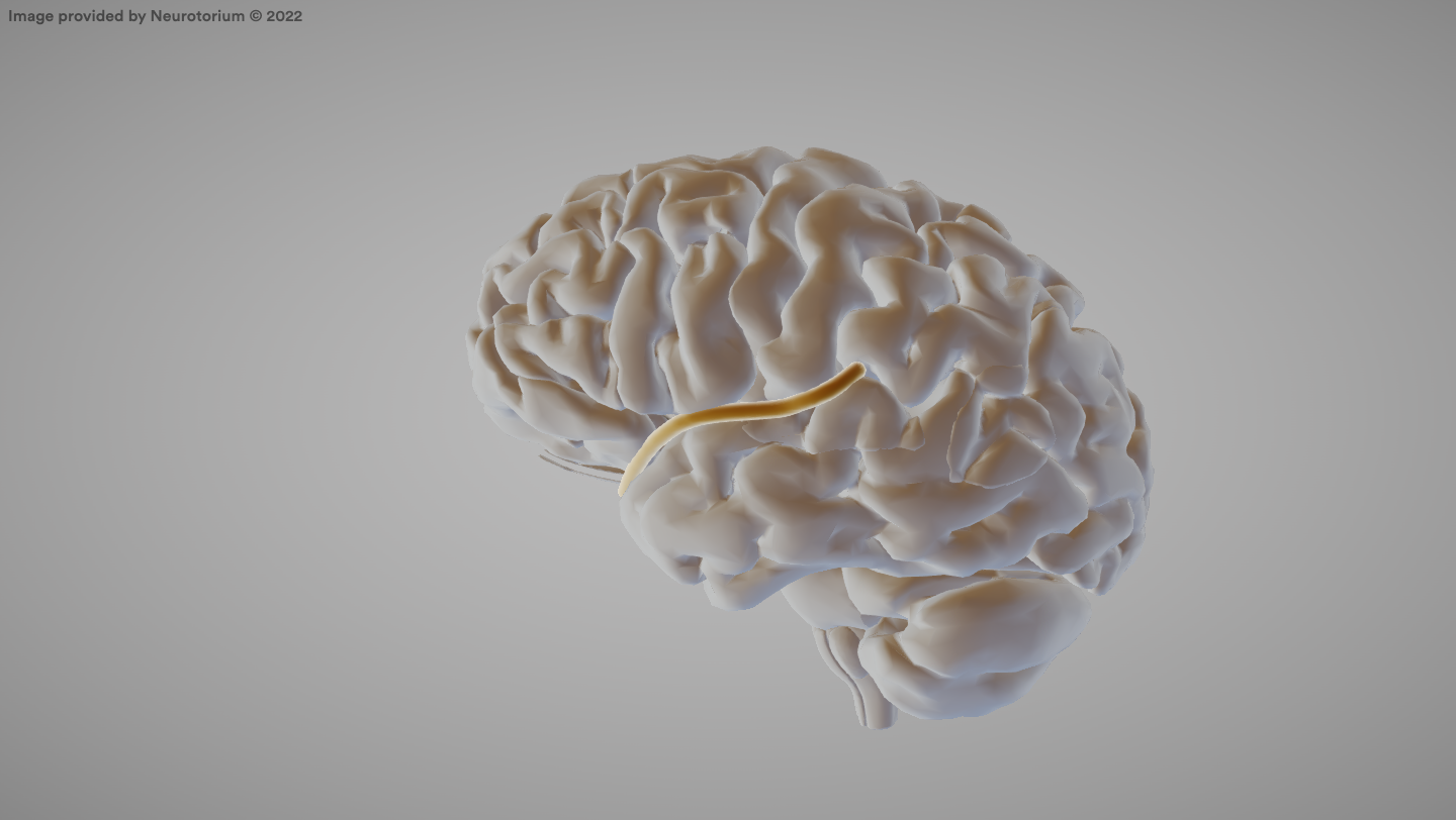 <p>A groove in the cerebral cortex that separates the temporal lobe from the frontal and parietal lobes.</p>