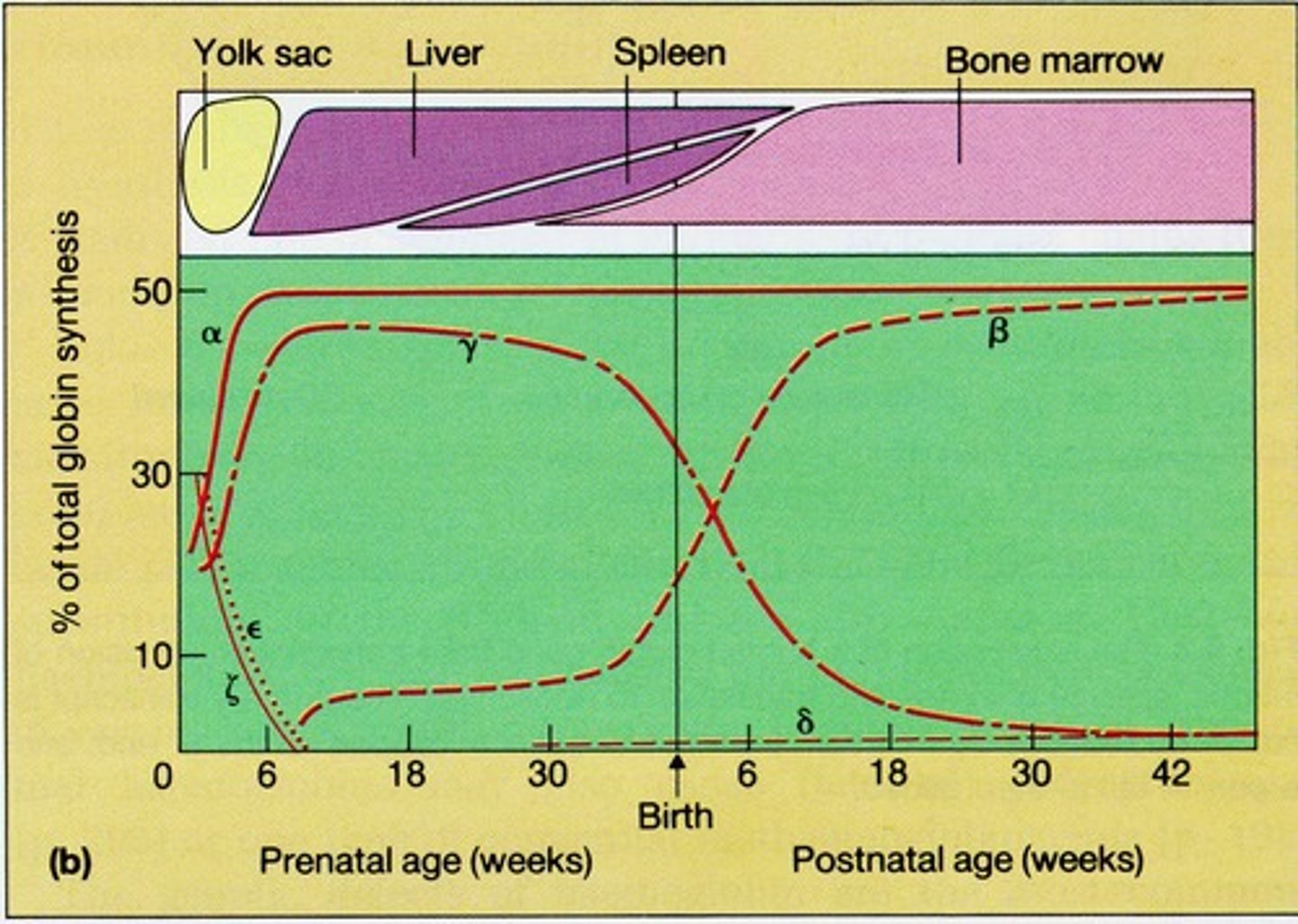 <p>Alpha globin genes are located on chromosome 16.</p>