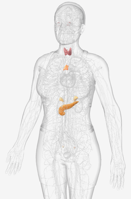 <p><span>The body's communication network, using hormones to regulate and coordinate various bodily processes, including growth, development, metabolism, and reproduction</span></p>