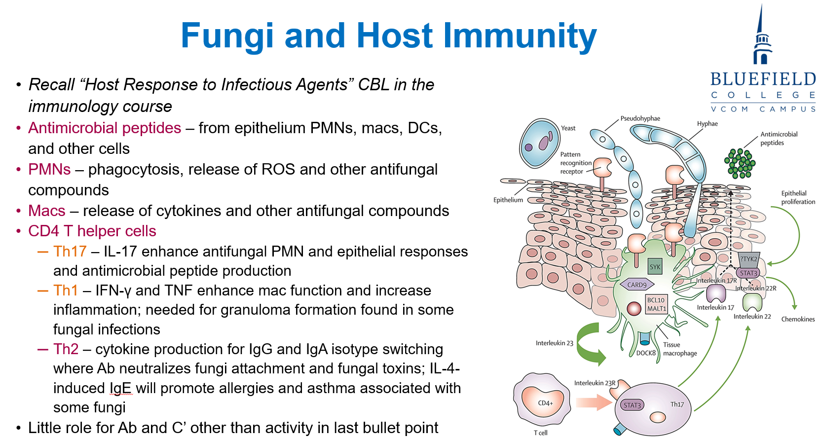 <p>C. Th2; IgE<br></p><p><strong>Th2 cells</strong> produce <strong>IL-4</strong>, promoting <strong>IgE isotype switching</strong>, which mediates <strong>allergic responses</strong> like <strong>asthma</strong> in response to fungal antigens (e.g., <em>Aspergillus</em>).</p>
