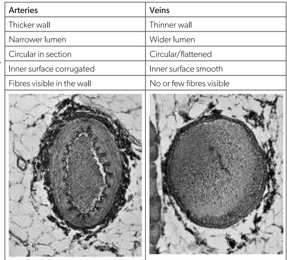 <p><strong>Arteries:</strong> Carry pulses of high-pressure blood away from the heart to every organ of the body</p><p><strong>Veins:</strong> Carry a stream of low-pressure blood from the organs back to the heart</p><p></p><p>lumen thickness enables pressure inside the artery to be maintained and reduces friction between blood cells and the walls of the vessel, enabling the blood to flow freely under low pressure in the veins.</p>