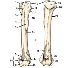 <p>What structure of the humerus is #15 pointing to?</p>