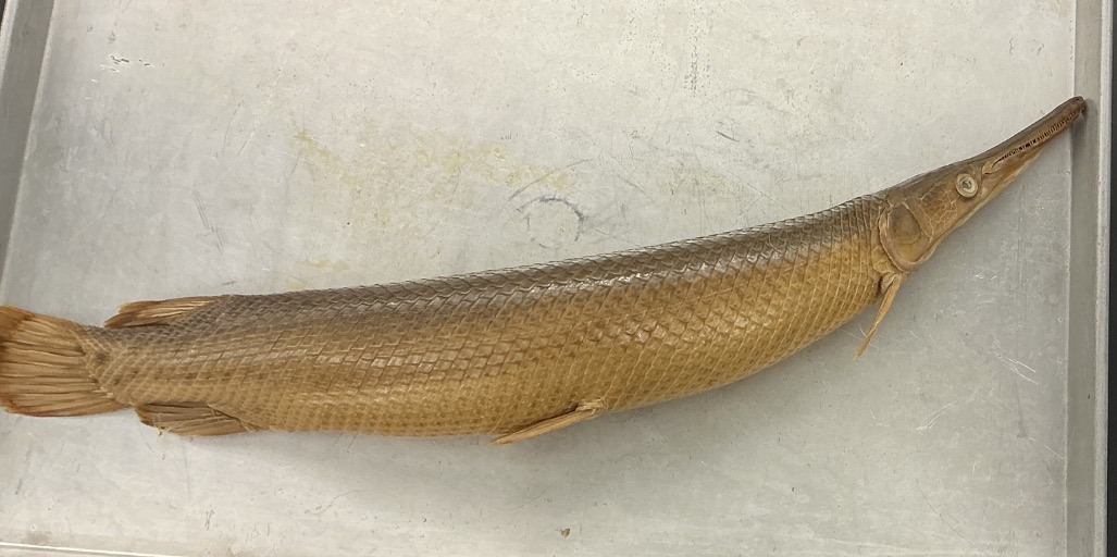 <p>Name the order</p>