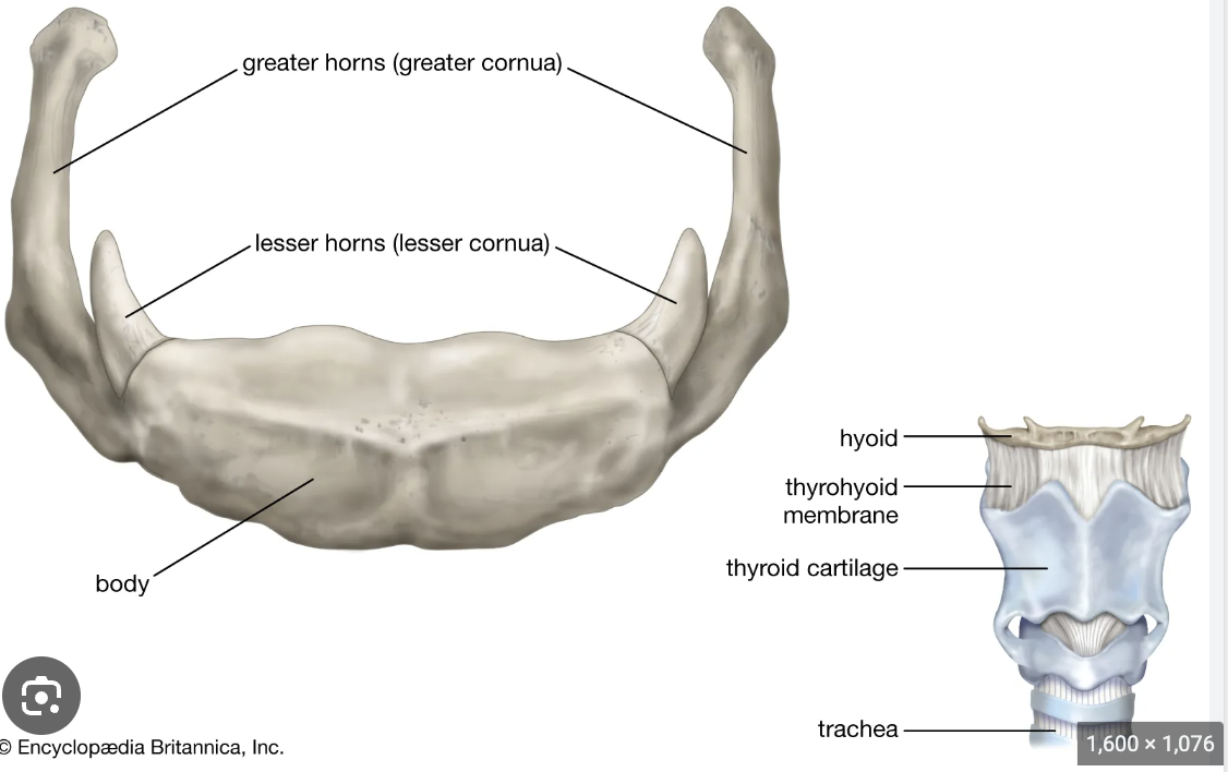 <p>Hyoid</p>