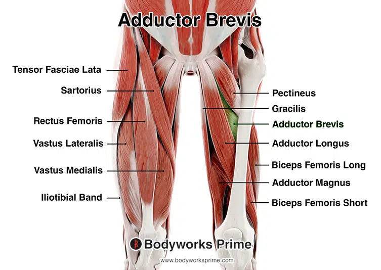 <p>Location:</p><ul><li><p><strong>medial compartment of the thigh</strong></p></li></ul><p></p><p>Function:</p><ul><li><p><strong>adduction of the thigh</strong></p></li><li><p>adduct (pull) the thigh towards the midline of the body</p></li><li><p>contributes to hip flexion and lateral rotation</p></li></ul><p></p>