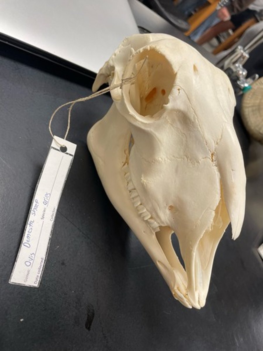 <p>Family: Bovidae</p><p>Genus & Species: Ovis aries</p>