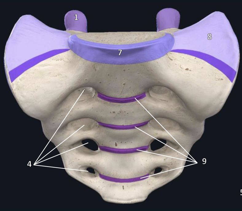 <p>name the bone and view</p>