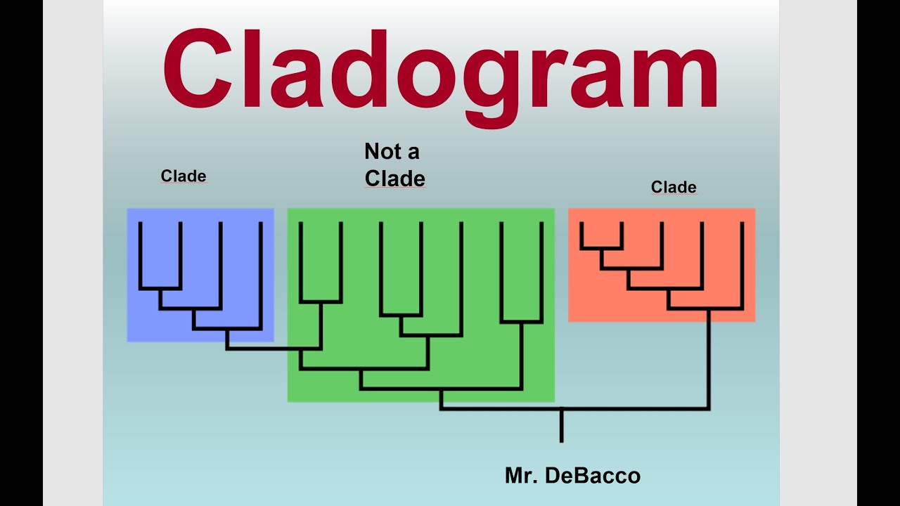 <p>all the descendants of a common ancestor</p>