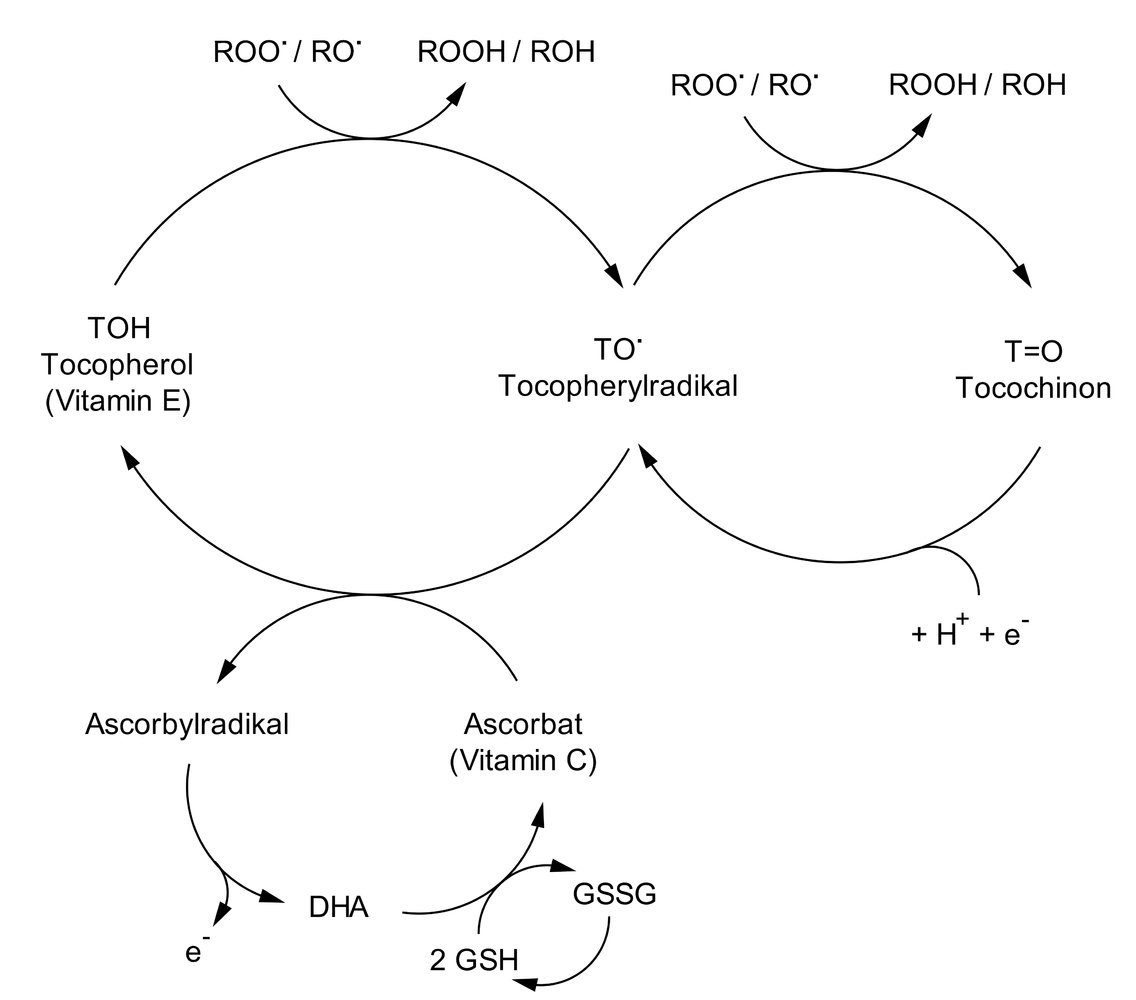 <p>E. Protection of membrane lipids from oxidation</p>