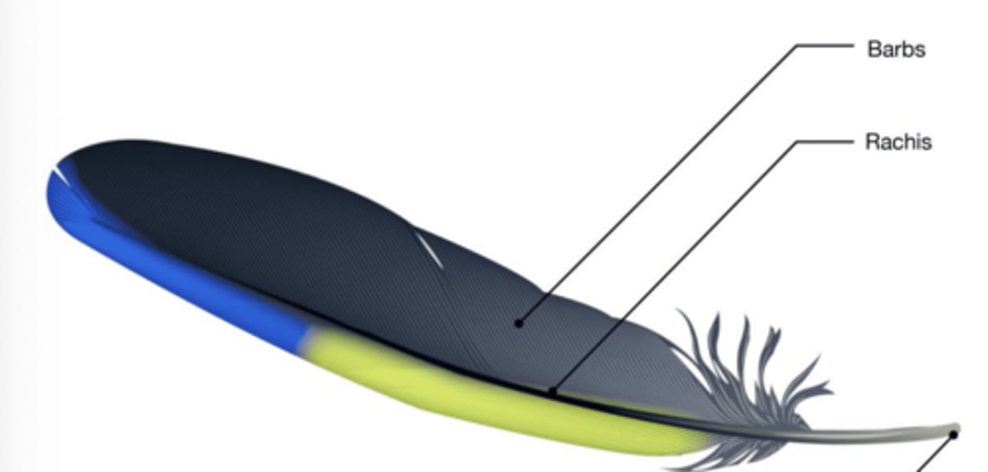 <p>What kind of feather is this?</p>