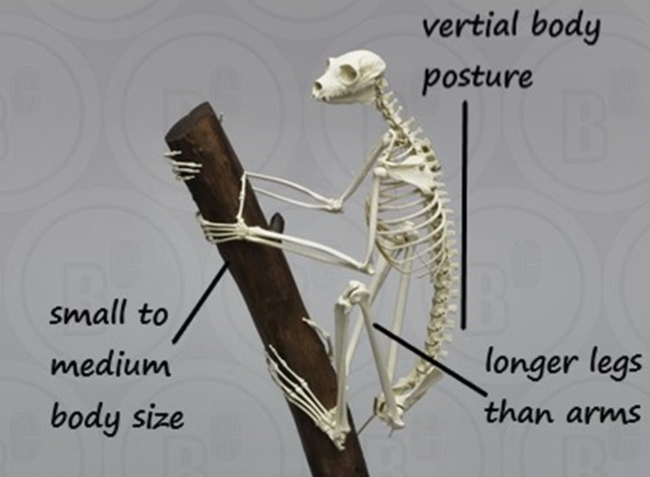 <p>Primate locomotion</p>