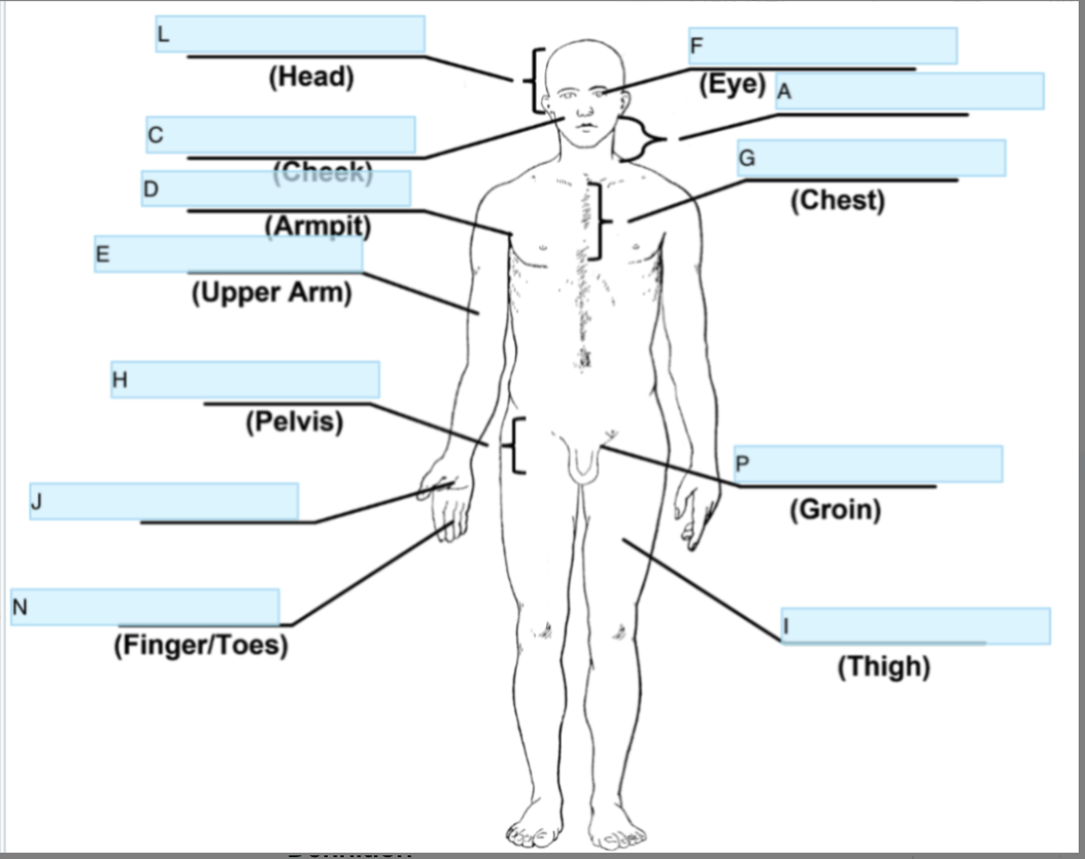 <p>Anatomical term for J</p>