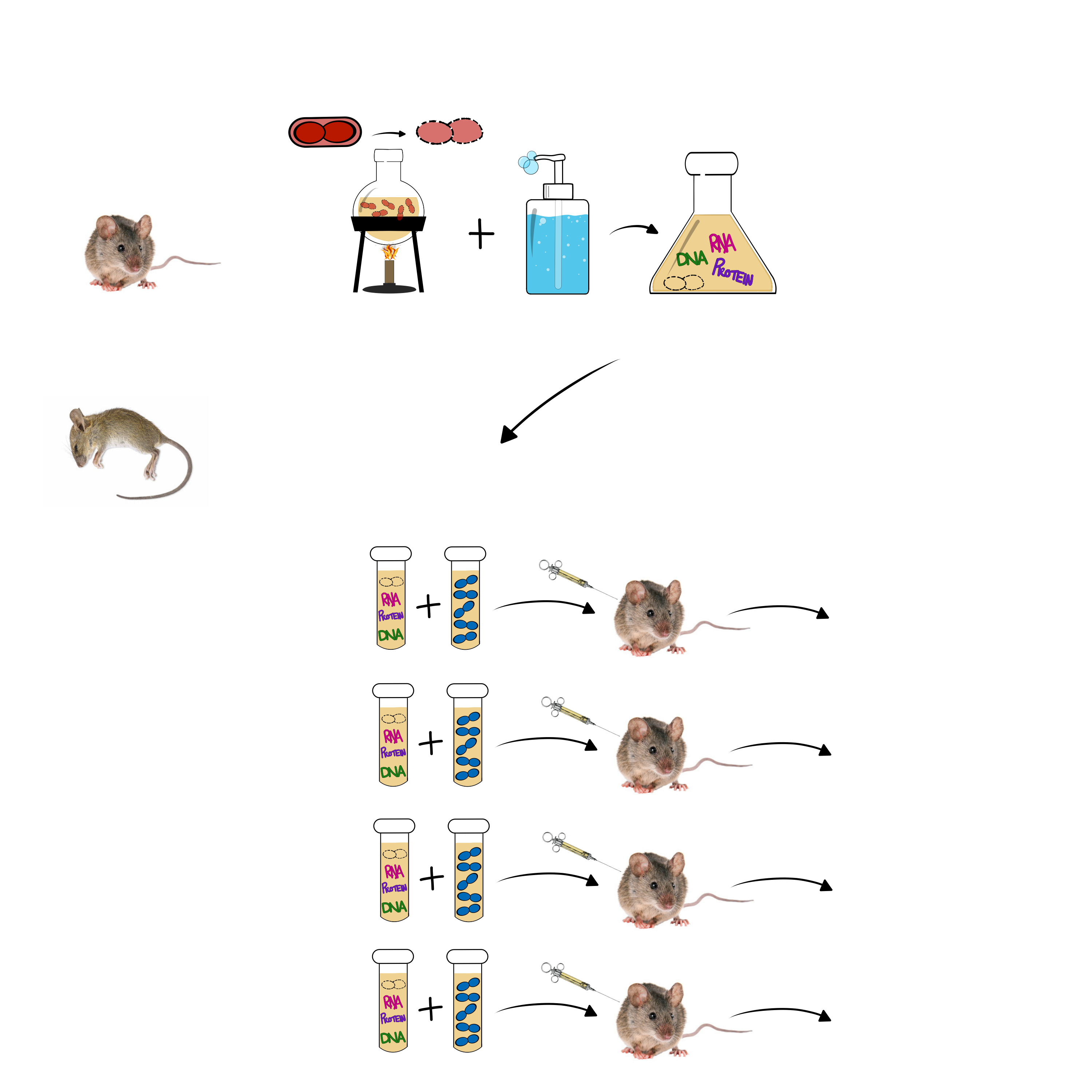 <p>Avery, McCarty, MacLeod experiment</p>