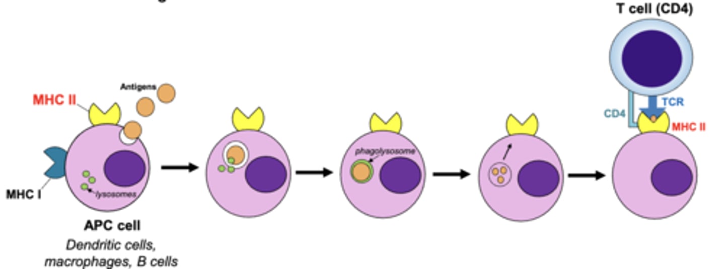 <p>1. phagocytosis (macrophages and dendritic cells)</p><p>2. receptor-mediated endocytosis (b cells)</p>
