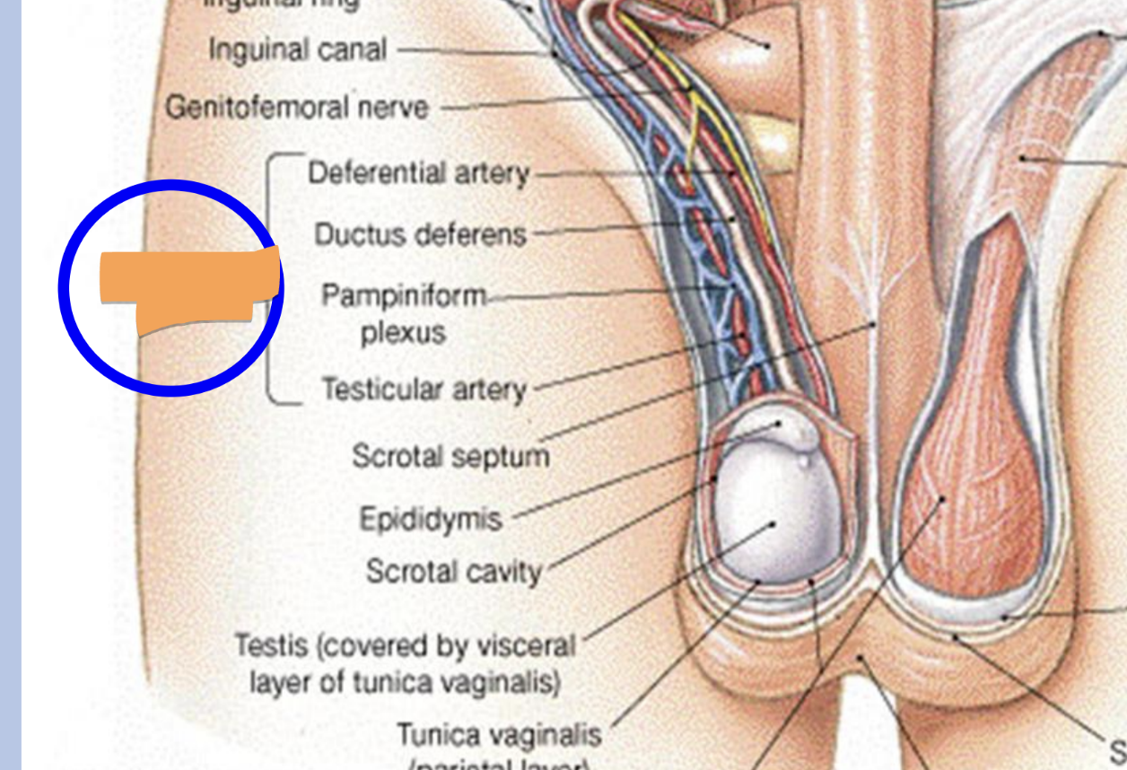 <ul><li><p>“life-line”</p></li><li><p>CT sheath containing:</p><ul><li><p>vas deferens</p></li><li><p>testicular artery</p></li><li><p>pampiniform plexus of veins</p></li><li><p>nerve</p></li><li><p>lymphatics</p></li></ul></li></ul><p></p>
