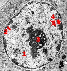 <p>Welk onderdeel van de cel is dit?</p><p>Wat is de functie hiervan?</p><p>Benoem onderdelen 1 → 4</p>