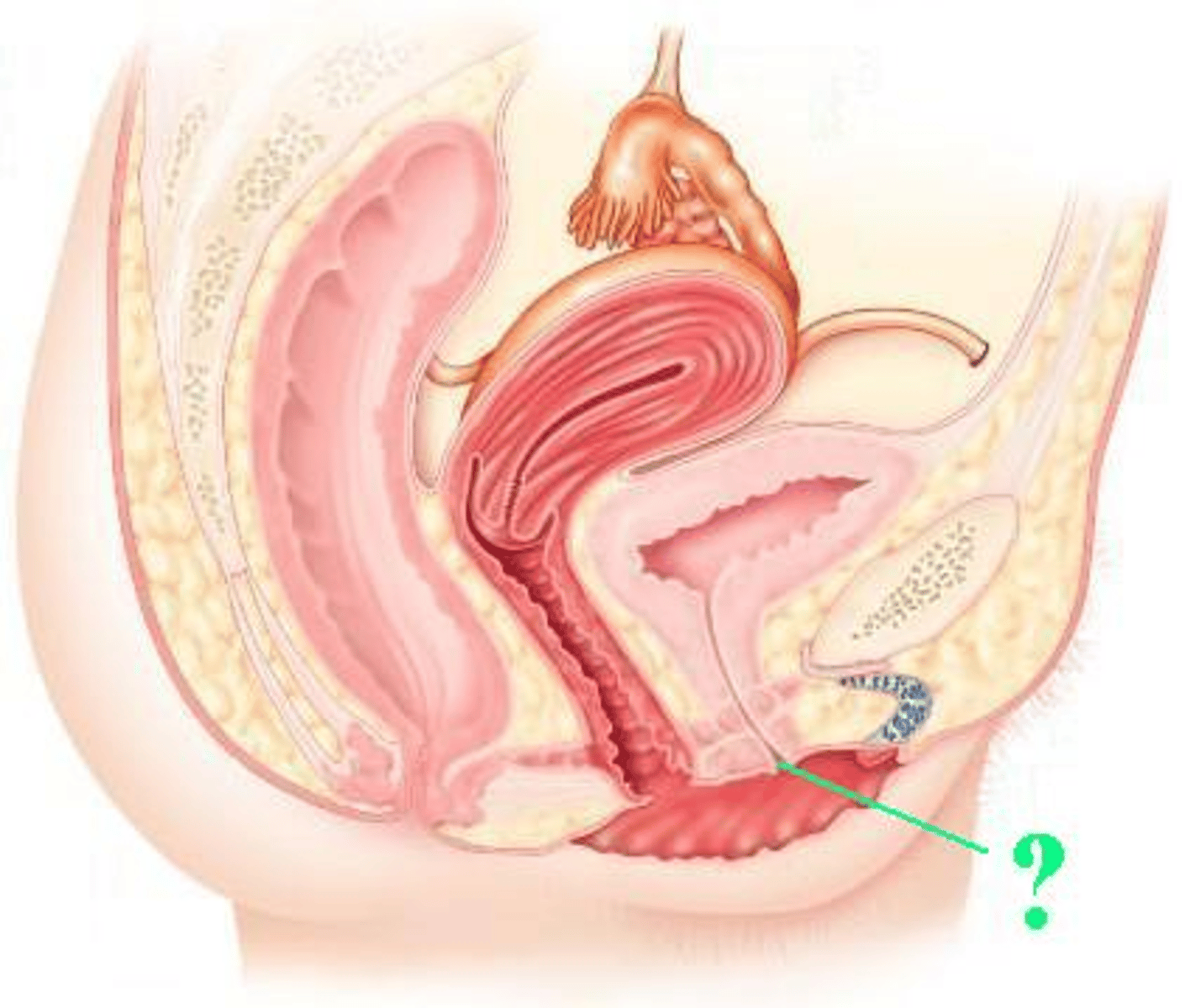 <p>Identify the indicated opening.</p>