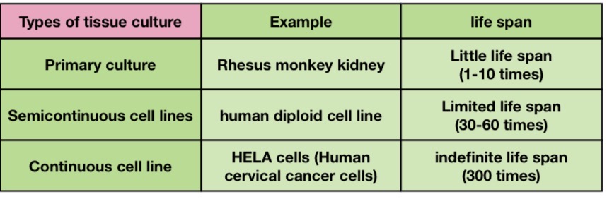 <p>A- Tissue culture </p><p>B-Cultivation of viruses </p><p>C- 1- tissue + trypsin to separate cells. 2- separate cells + growth media in flat sided bottles </p><p>D- cytopathic effects ( multinucleated giant cells )  </p><p>E- Herpes simplex virus </p><p>F- Ballooning , Rounding  </p><p>Types of tissue culture</p><p></p>