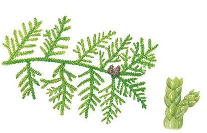 <p>conifer; American arborvitae; leaves are small and scale-like</p>