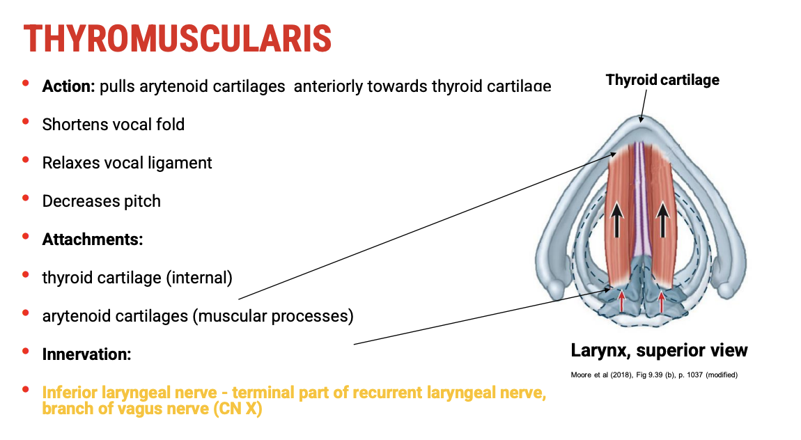 <p><span data-name="mechanical_arm" data-type="emoji">🦾</span><span><strong>&nbsp;Action</strong></span></p><ul><li><p><span><strong>Pulls the arytenoid cartilages anteriorly toward the thyroid cartilage.</strong></span></p></li><li><p><span>This&nbsp;<strong>shortens the vocal folds</strong>,&nbsp;<strong>relaxes the vocal ligament</strong>, and&nbsp;<strong>decreases pitch</strong>.</span></p></li></ul><p>&nbsp;</p><p><span data-name="bone" data-type="emoji">🦴</span><span><strong>&nbsp;Attachments</strong></span></p><ul><li><p><span>Origin:&nbsp;<strong>Internal surface of the thyroid cartilage</strong></span></p></li><li><p><span>Insertion:&nbsp;<strong>Muscular process of the arytenoid cartilage</strong></span></p></li></ul><p>&nbsp;</p><p><span data-name="high_voltage" data-type="emoji">⚡</span><span><strong>&nbsp;Innervation</strong></span></p><ul><li><p><span>Innervated by the&nbsp;<strong>inferior laryngeal nerve</strong>&nbsp;(terminal branch of the&nbsp;<strong>recurrent laryngeal nerve</strong>, itself a branch of the vagus nerve).</span></p></li><li><p><span>This innervation is&nbsp;<strong>common to most intrinsic muscles of the larynx</strong>, except the cricothyroid.</span></p></li></ul><p></p>