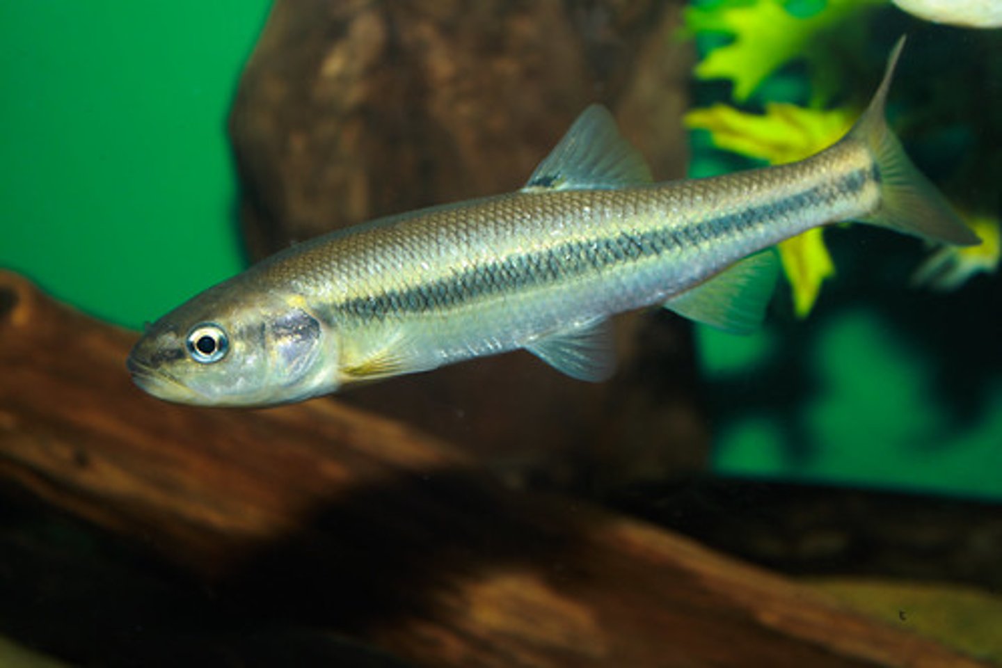 <p>Carp, minnows, and loaches</p>
