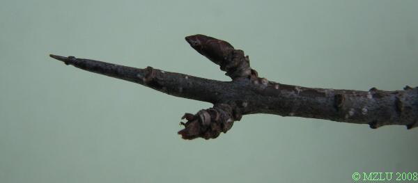 <p><strong><em>Rhamnus cathartica</em></strong></p><p>Pupeny <strong>vstřícné, </strong>drobné, vejčité, zašpičatělé, lysé s&nbsp;brvitými šupinami, červenohnědé.</p><p class="Norml-Skripta" style="text-align: justify">Letorosty lesklé, lysé nebo řídce chlupaté, stříbřitě šedé až olivově hnědé, postranní větvičky zkrácené, kolcovité, s&nbsp;listy ve svazečcích.</p>