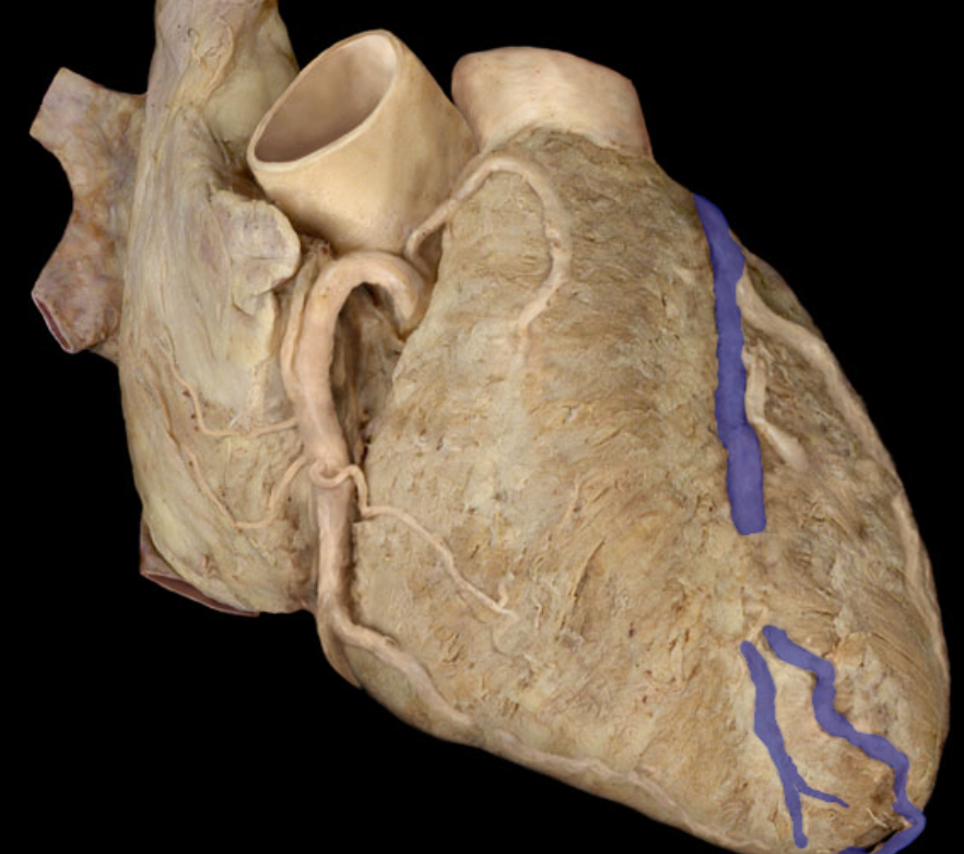 <p>Identify the structure</p>