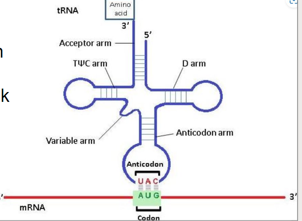 <p>tRNA anticodon binds to mRNA codon (because complimentary)</p><p>3’ end is the attachment site of the amino acid whicht hen unbind and binds tot he next amino acid int he ribosome</p>