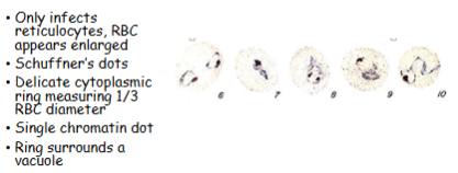 <p>What is the genus, species, and stage of this parasite?</p>