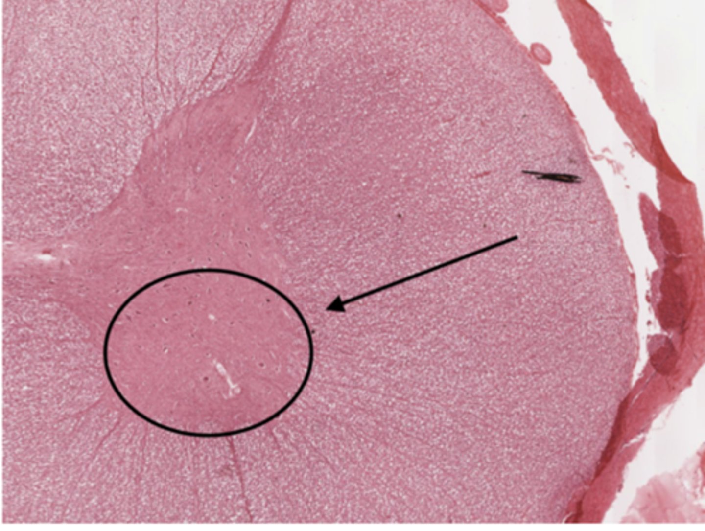 <p>Identify the cell</p>