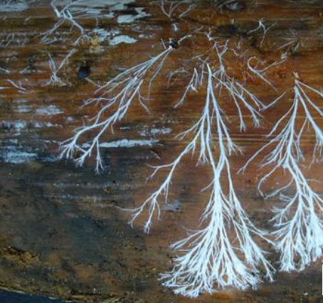 <p>What does this image show?</p>