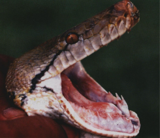 <p>No fangs indicate what</p>