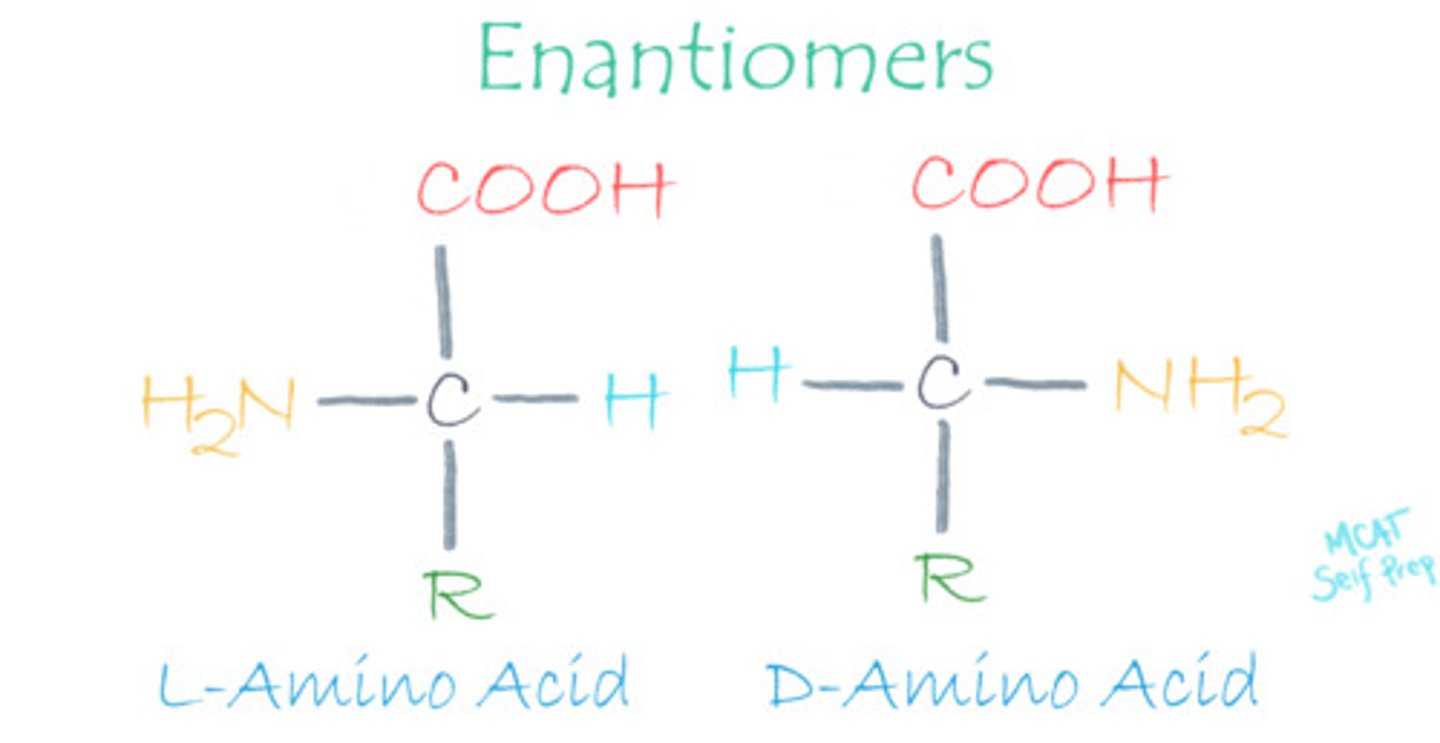 <p>L-amino acids are the only form that will be found in the human body.</p>