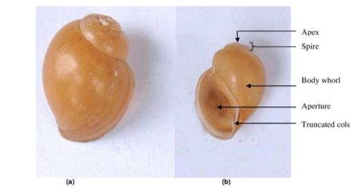 <p>what is this ? </p><p>parasitic value ? </p>