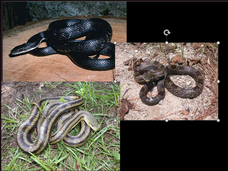 <p>generalist; all of GA; multiple subspecies; weakly keeled scales; major predator of ground-nesting birds</p>