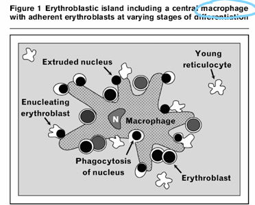 <p>-all of erythropoiesis happens on surface</p>