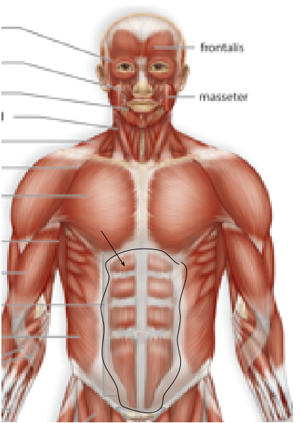 <p>Name the muscle:</p>