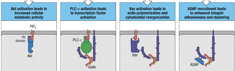 1. activation of Akt
2. Activation of PLC-γ
3. Vav activation
4. ADAP activation