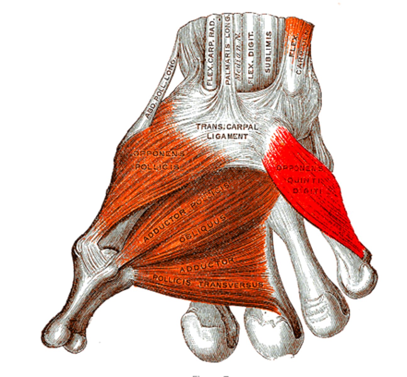 <p>ulnar</p>