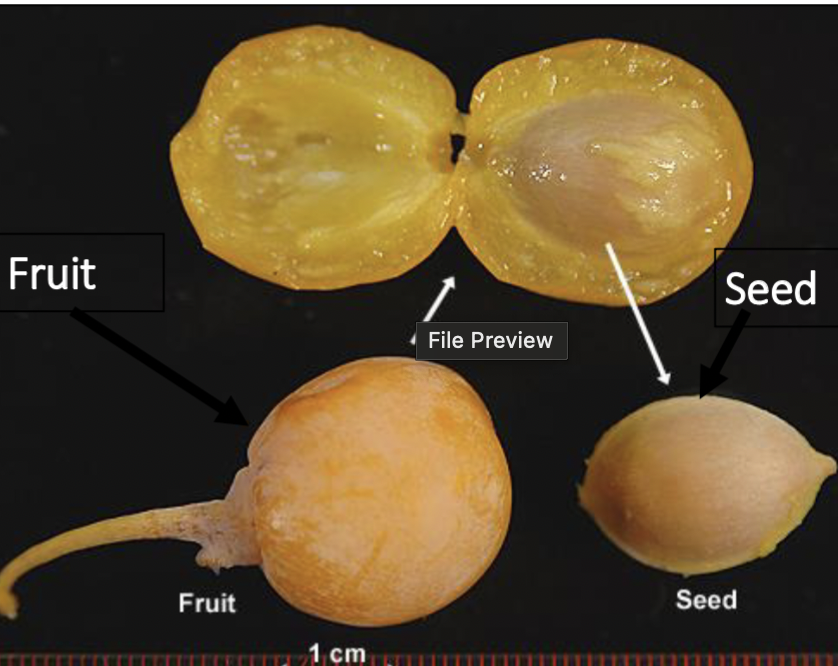 <p>one-inch seed, light tan with dark brown shell</p>