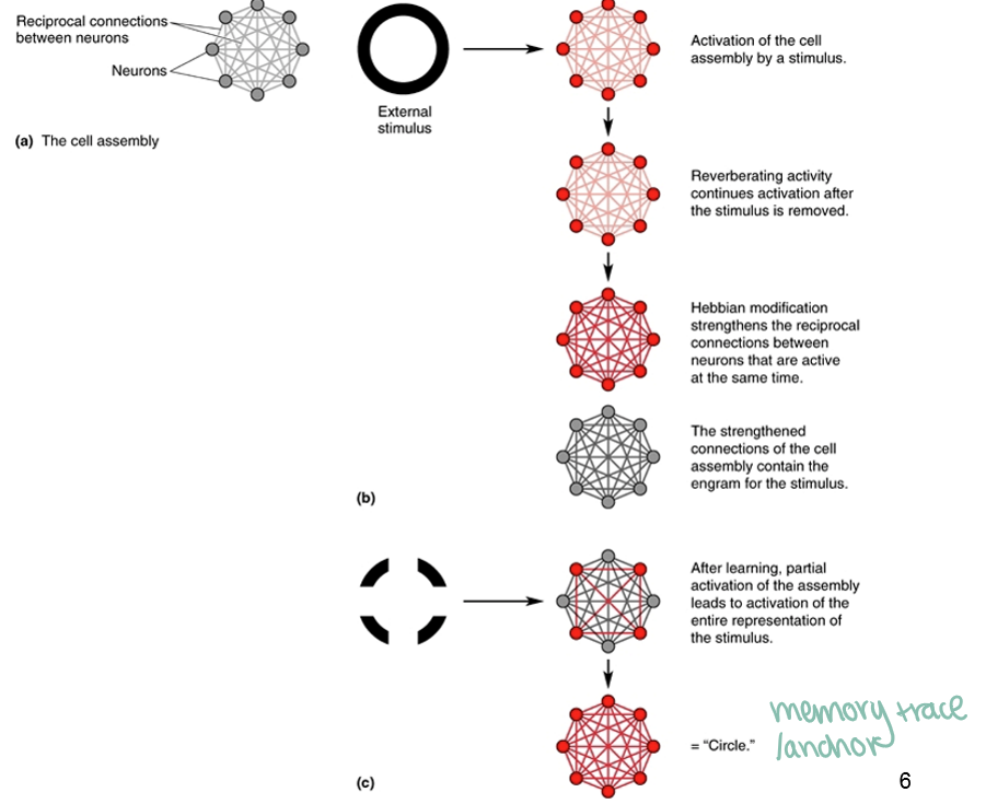 <p><strong>1. Before learning (all gray)</strong> </p><ul><li><p>Neurons exist but are not activated and not strongly connected.</p></li><li><p>This full gray circle = the available network before any memory is formed.</p></li><li><p>No part of it is a memory yet.</p></li></ul><p> </p><p> <strong>2. Stimulus arrives → initial activation (light red)</strong> </p><ul><li><p>A subset of neurons fires in response to the stimulus.</p></li><li><p>Light-red = active but weakly connected neurons.</p></li><li><p>This is the early internal representation of the stimulus.</p></li></ul><p> </p><p> <strong>3. Reverberating activity (still light red)</strong> </p><ul><li><p>Even after the external stimulus stops, the same neurons keep firing together briefly.</p></li><li><p>This repeated co-activation sets up conditions for synaptic strengthening.</p></li></ul><p> </p><p> <strong>4. Hebbian modification → stronger connections (dark red appears)</strong> </p><ul><li><p>“Cells that fire together wire together.”</p></li><li><p>The neurons that were repeatedly active strengthen their synapses.</p></li><li><p>Dark-red = strongly connected neurons → the beginning of a memory trace (engram).</p></li></ul><p> </p><p> <strong>5. After learning → stable cell assembly (dark red cluster)</strong> </p><ul><li><p>The dark-red neurons together form the cell assembly.</p></li><li><p>This assembly is the memory.</p></li><li><p>Surrounding gray neurons = still inactive and <em>not part of the memory</em>.</p></li></ul><p> </p><p>**<span data-name="check_mark" data-type="emoji">✔</span> The fully gray circle <em>after Hebbian modification</em> is just the rest of the network.<br><span data-name="check_mark" data-type="emoji">✔</span> The dark-red cluster inside it is the actual memory trac<strong>e.</strong></p><p> </p><p> <strong>6. Partial cue → partial activation (light red again)</strong> </p><ul><li><p>Later, when only part of the original stimulus is presented, only a few of the original neurons activate (light red).</p></li><li><p>These light-red neurons come from the partial reminder—not the full stimulus.</p></li></ul><p> </p><p>Examples:</p><p> </p><ul><li><p>Seeing only part of an object</p></li><li><p>Hearing only the first note of a song</p></li><li><p>Smelling something faintly familiar</p></li></ul><p> </p><p> <strong>7. Pattern completion → full reactivation (dark red)</strong> </p><ul><li><p>Because the dark-red neurons are strongly interconnected, the activation spreads through the assembly.</p></li><li><p>Light-red partial cue → triggers the entire dark-red cell assembly.</p></li><li><p>This reactivation = retrieval of the memory.</p></li></ul><p></p><p><strong>A partial cue activates a subset of the original neurons (light red), which matches the stored engram (dark red) and triggers the entire strongly connected assembly to reactivate, resulting in full memory recall.</strong></p><p></p><p>from Sg:</p><p><strong>Internal representation</strong></p><p><strong>“All the cortical cells activated by an external stimulus.”</strong><br>→ In the image, these are the <strong>light-red neurons</strong> that turn on when the stimulus appears.<br>This is the <em>early activation pattern</em> created by the stimulus.</p><p><strong>Cell assembly</strong></p><p><strong>“A group of simultaneously active neurons.”</strong><br>→ Those <strong>light-red neurons firing together</strong> = the <strong>cell assembly</strong>.<br>This is the temporary functional group that represents the stimulus.</p><p><strong>Hebbian synapse / Autoassociation model</strong></p><p><strong>“A Hebbian synapse concept used in autoassociation computation.”</strong><br>→ When the light-red neurons repeatedly fire together, their synapses strengthen.<br>→ This is shown as <strong>light red → dark red</strong> in the picture.<br>Autoassociation = the network linking itself together through Hebbian strengthening</p><p><strong>Memory postulate</strong></p><p><strong>“Activity of the synapse + postsynaptic firing = synapse strengthens.”</strong><br>→ This is literally Hebb’s rule (“fire together, wire together”).<br>In the diagram, this is when the <strong>dark-red, strongly connected</strong> pattern forms.<br>This is the <strong>engram</strong> (long-term memory trace)</p><p><strong>Pattern completion</strong></p><p><strong>“If a partial input is presented, the autoassociation network completes the pattern.”</strong><br>→ In the image, just a few neurons activate (light red),<br>→ and because of the strong dark-red connections, <strong>the whole pattern reactivates</strong>.<br>This is why seeing PART of a circle lets you recognize the WHOLE circle</p>
