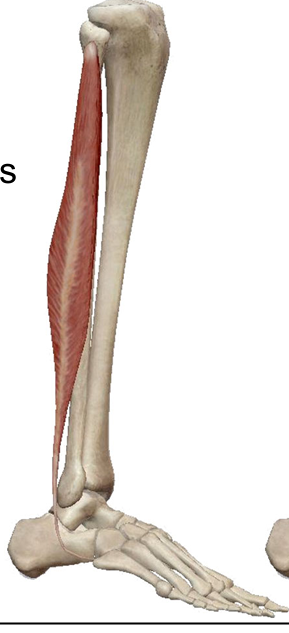 <p>Name; Insertion</p>